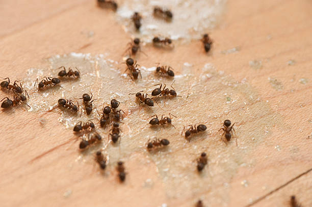 Professional Pest Control in Belmont, PA