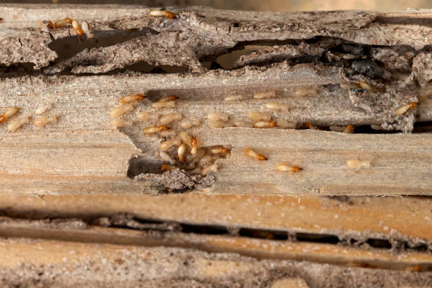 Best Wildlife Control Services  in Belmont, PA